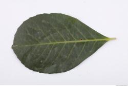 Leaves